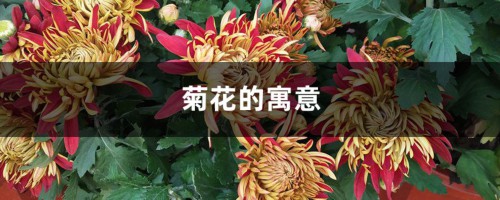 菊花的寓意，菊花代表什么