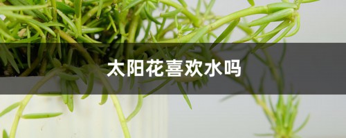 太阳花喜欢水吗，太阳花喜欢阳光吗