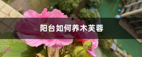 阳台如何养木芙蓉，需要注意什么