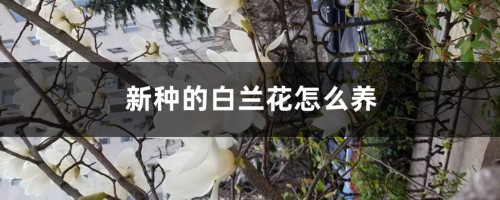 新种的白兰花怎么养