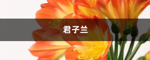 这种“废液”你别扔，一勺喂给君子兰，肥效强开花艳！