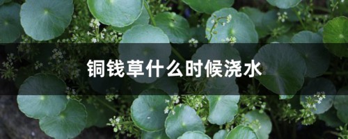 铜钱草几点浇水最好，可以积水么