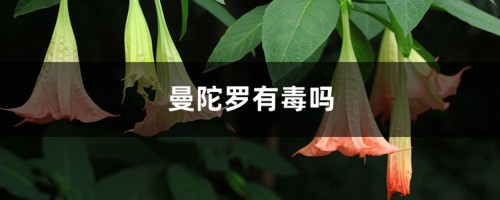 曼陀罗有毒吗，曼陀罗花图片