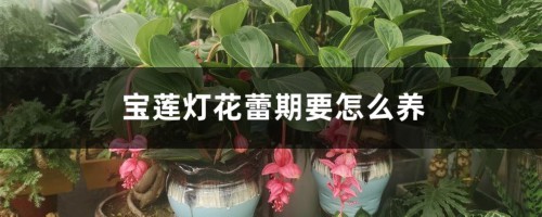 宝莲灯花蕾期要怎么养