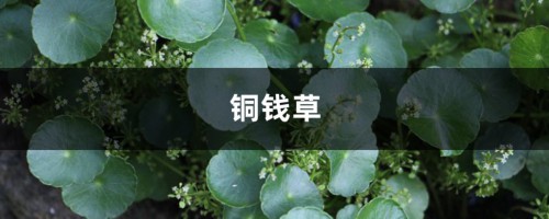 铜钱草分盆视频：一盆变两盆，还能爆盆