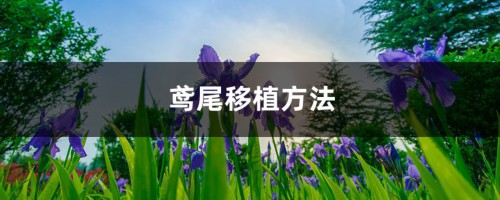 鸢尾移植方法