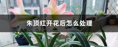 朱顶红开花后怎么处理